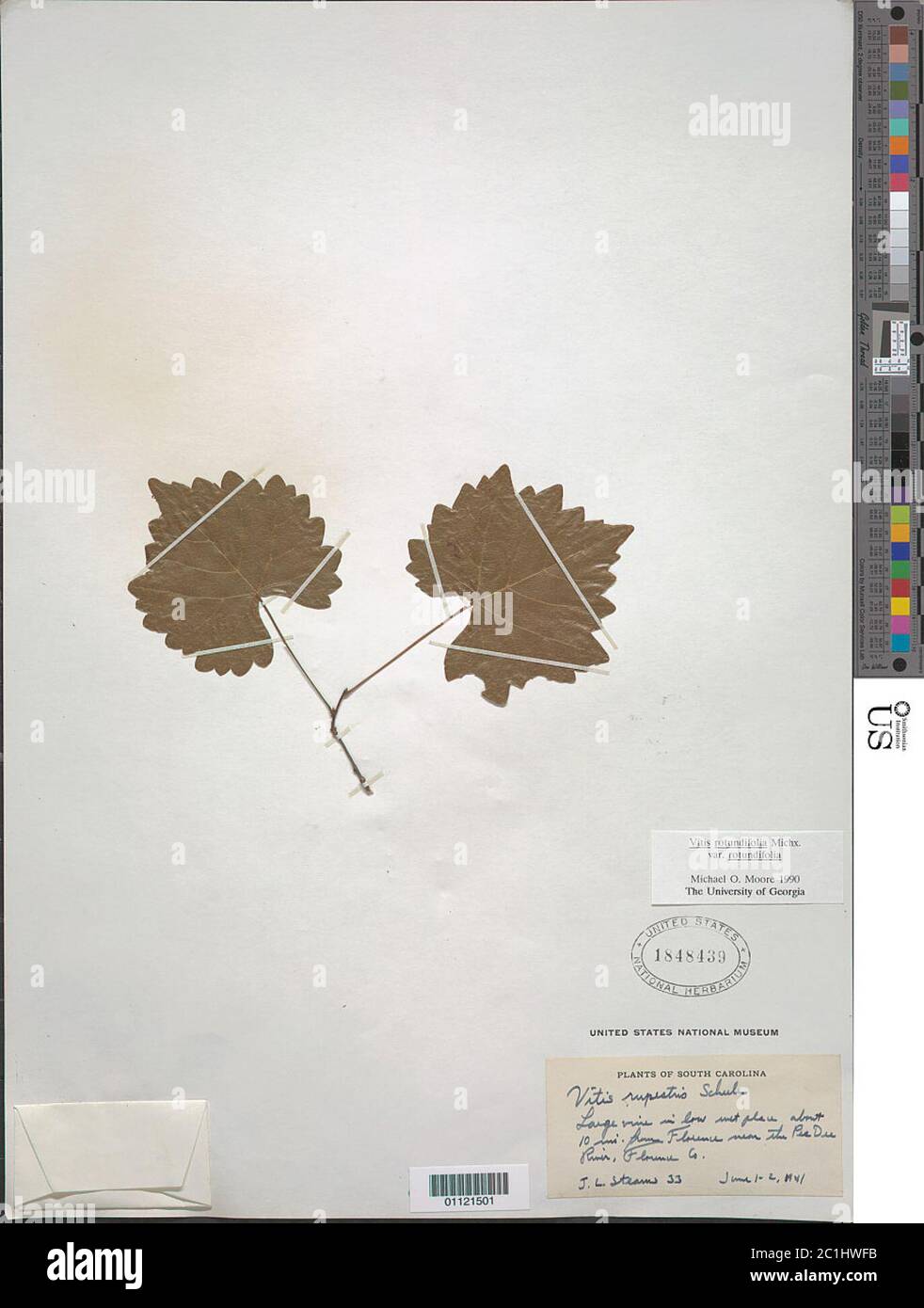 Vitis rotundifolia Michx var rotundifolia Vitis rotundifolia Michx var rotundifolia. Foto Stock
