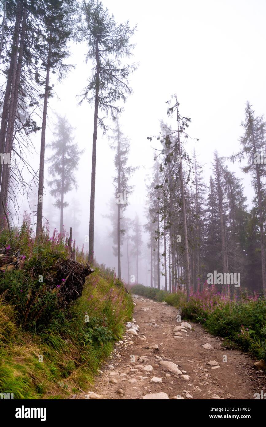Nebbia mistico nella foresta Foto Stock