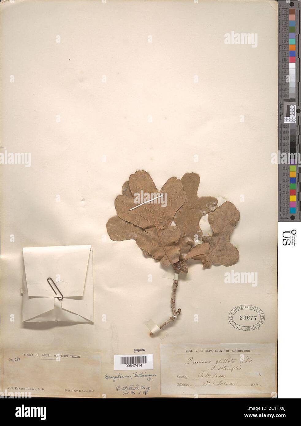 Quercus stellata Wangenh Quercus stellata Wangenh. Foto Stock