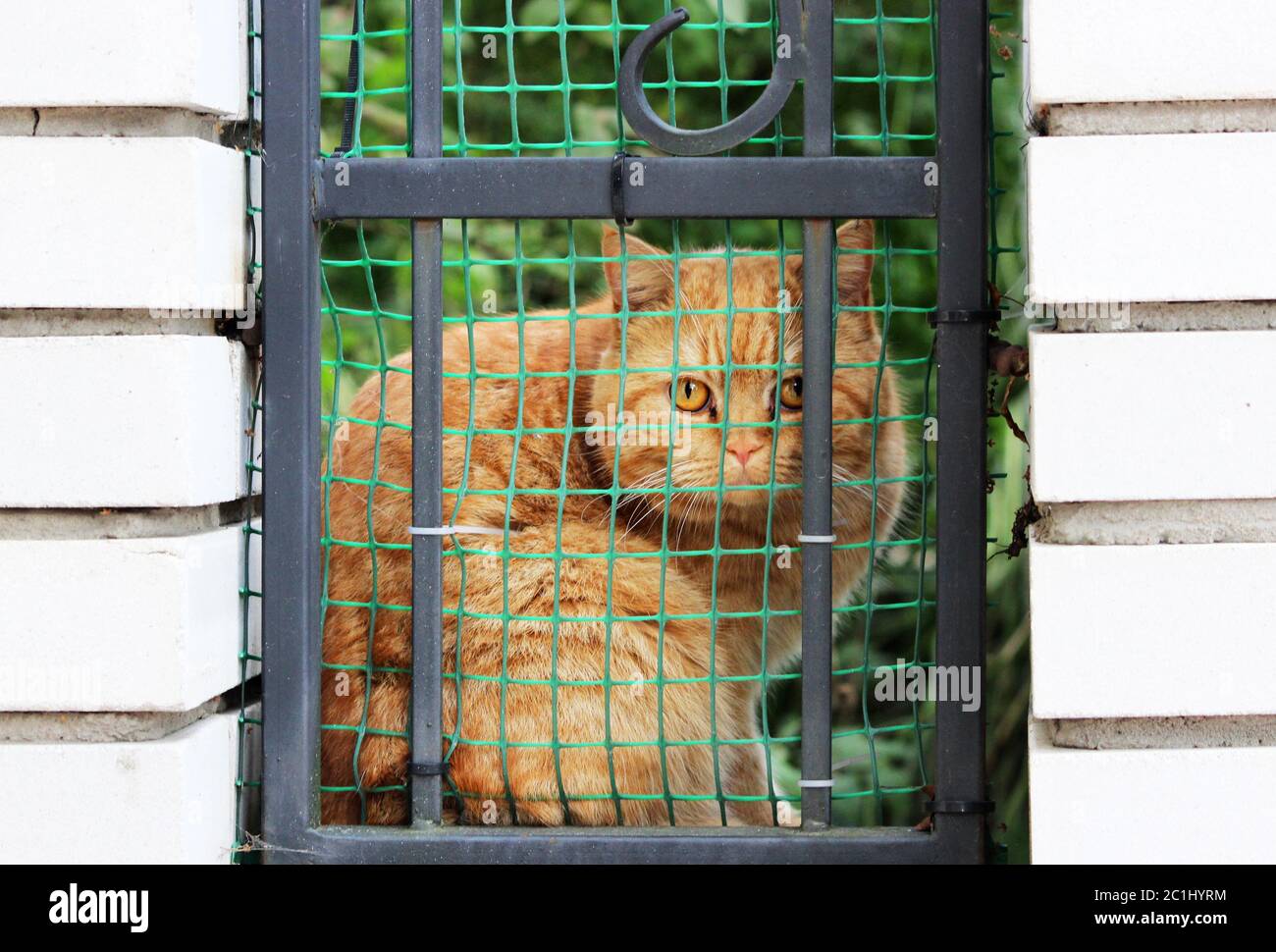 un gatto rosso frontone si girò e guarda in modo bellico attraverso una recinzione e una griglia in un muro di mattoni per la strada Foto Stock