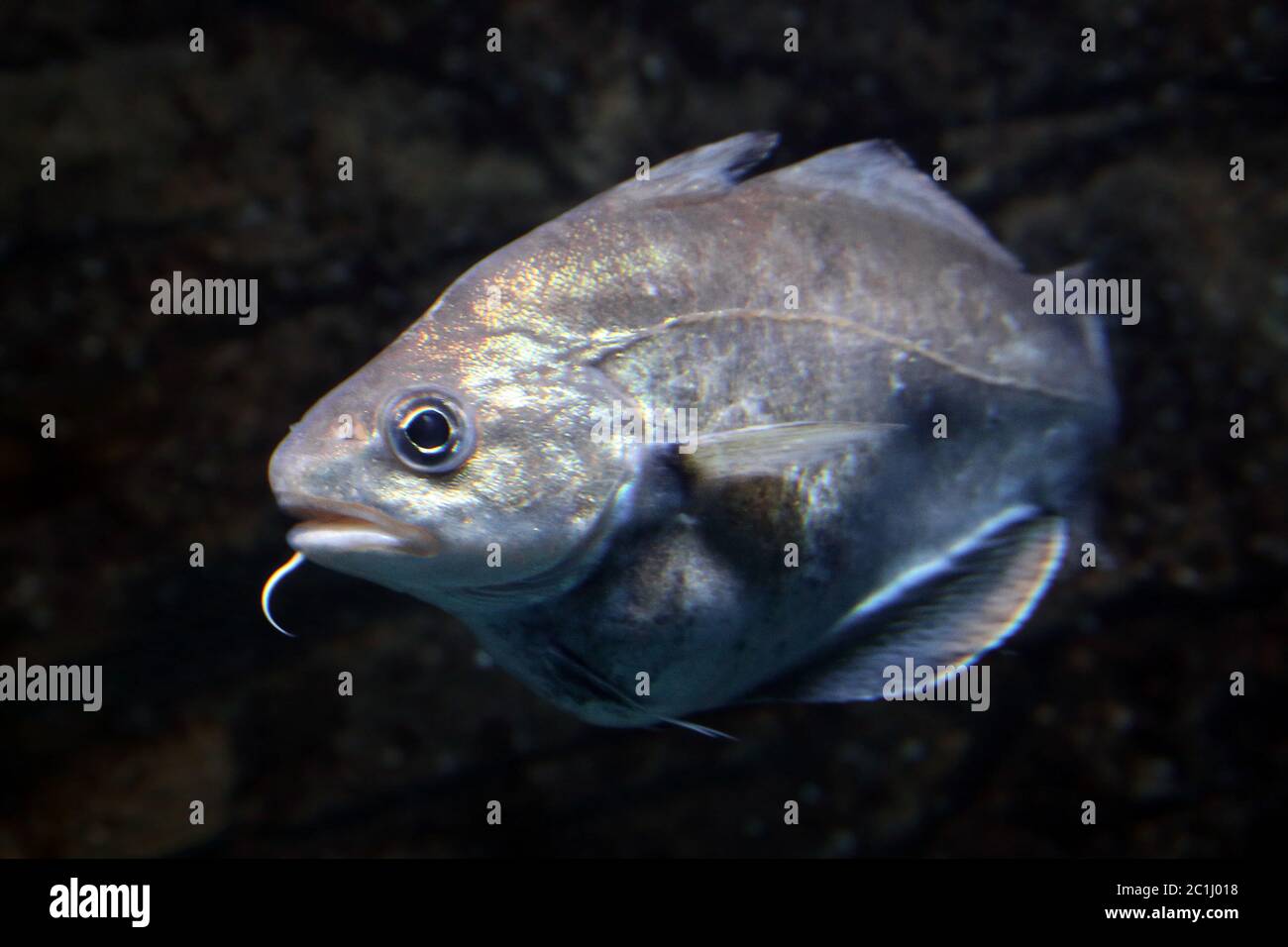 Comitato francese Trisopterus luscus Foto Stock