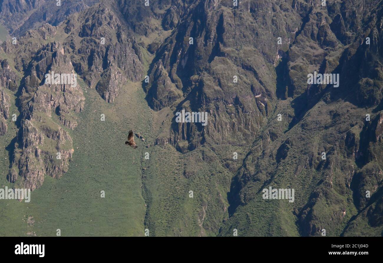 Condor sopra il canyon del Colca a Condor Cross o Cruz del Condor Viewpoint, Chivay, Perù Foto Stock