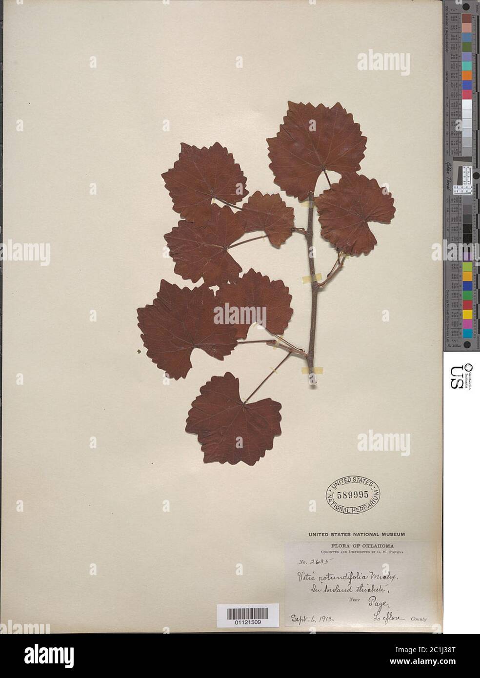 Vitis rotundifolia Michx Vitis rotundifolia Michx. Foto Stock