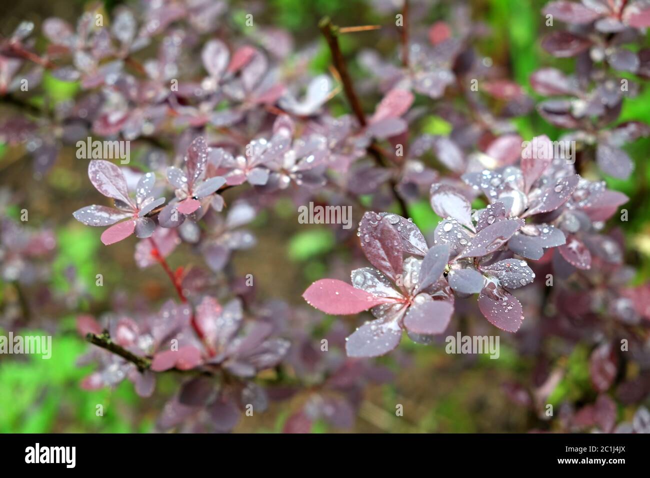 Cespuglio di barberry con molte foglie bagnate sui rami crescono nella vista del giardino dopo la pioggia Foto Stock