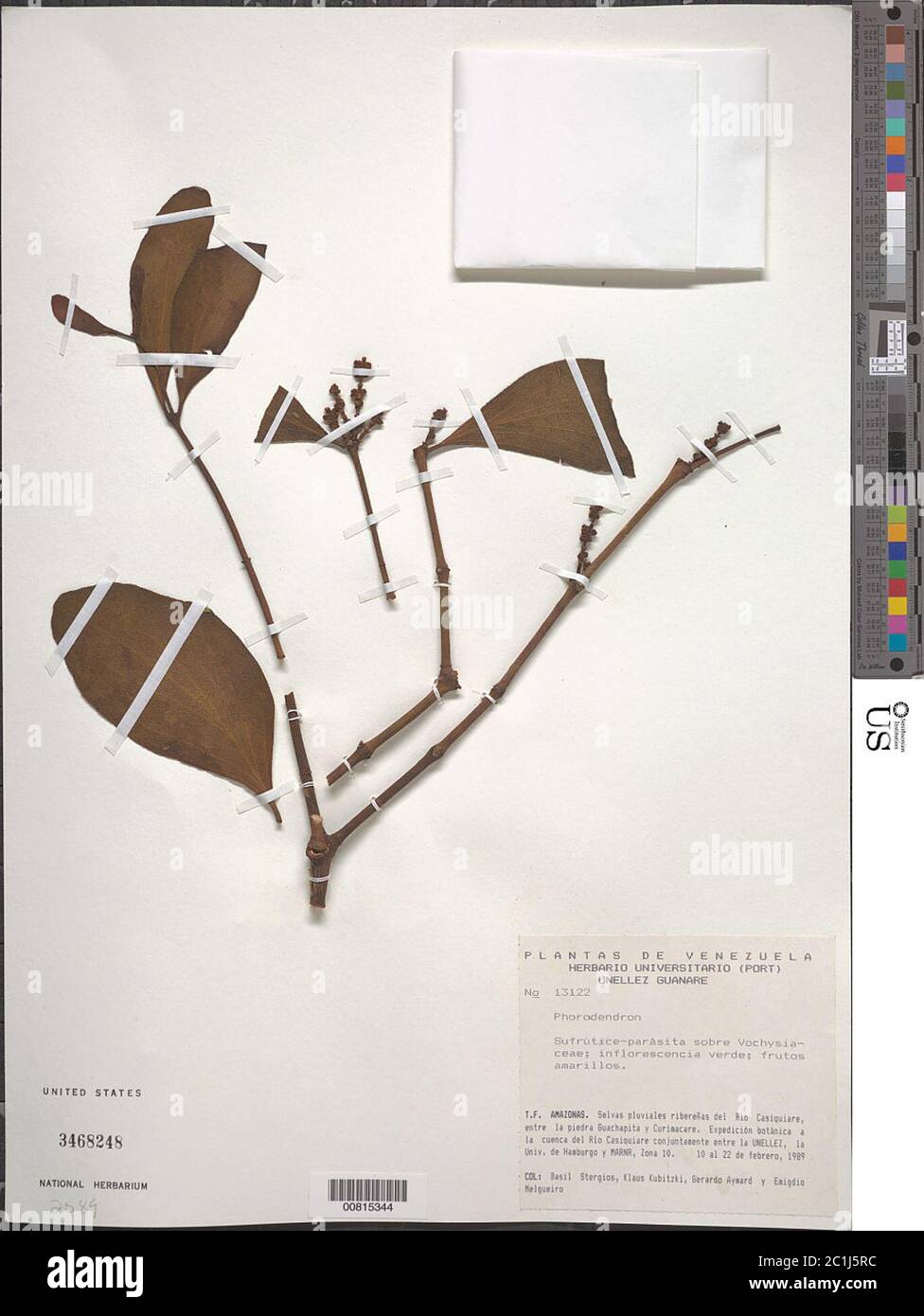 Phoradendron sp Phoradendron sp. Foto Stock