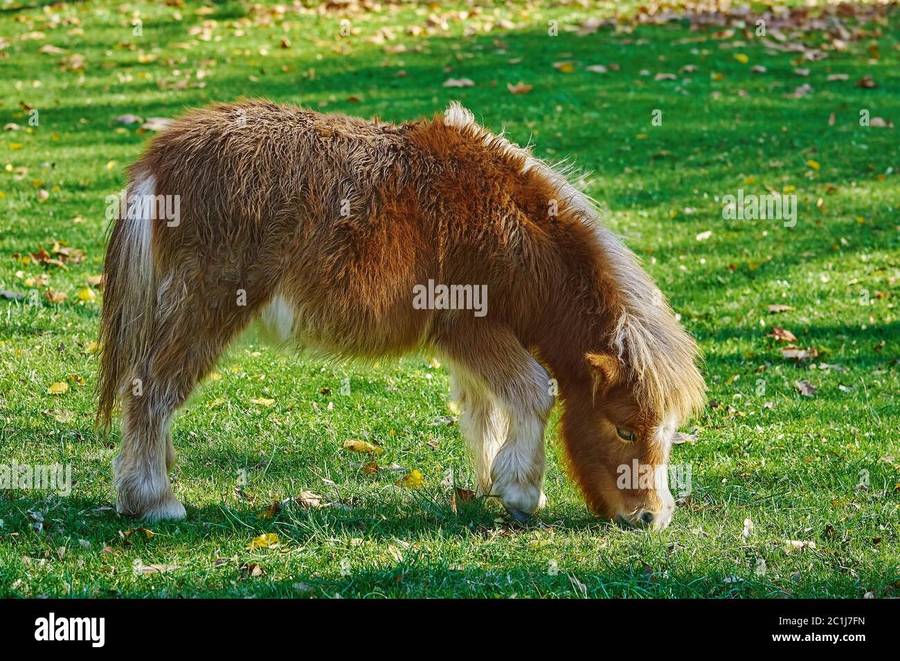 Pony pascolo su un prato Foto Stock