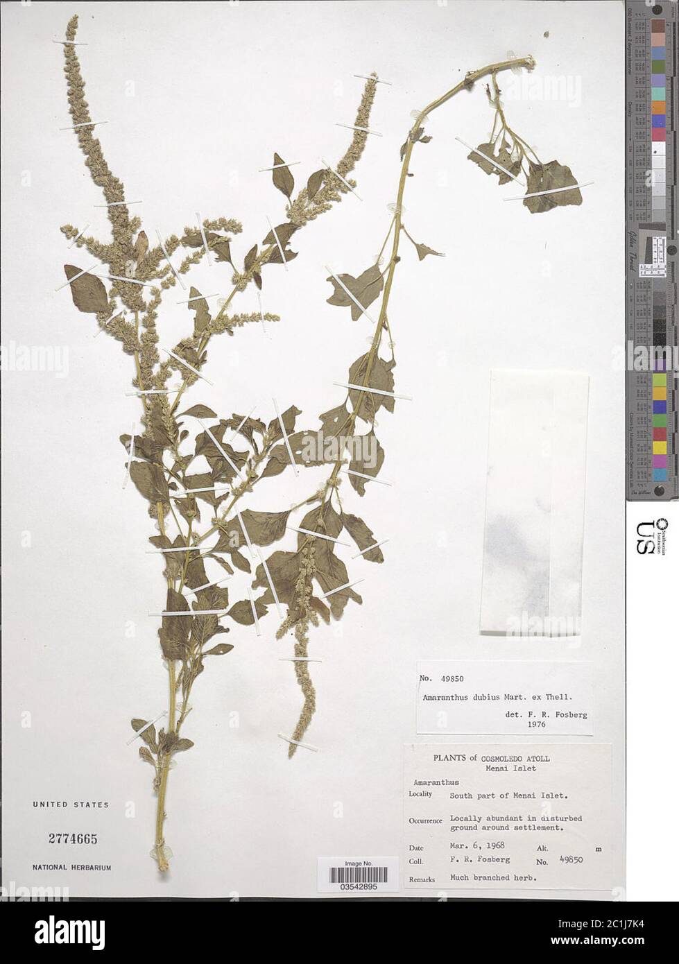 Amaranthus dubius Mart ex Thell Amaranthus dubius Mart ex Thell. Foto Stock