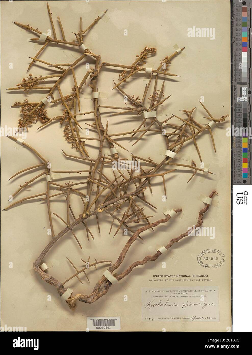 Koeberlinia spinosa Zucc Koeberlinia spinosa Zucc. Foto Stock