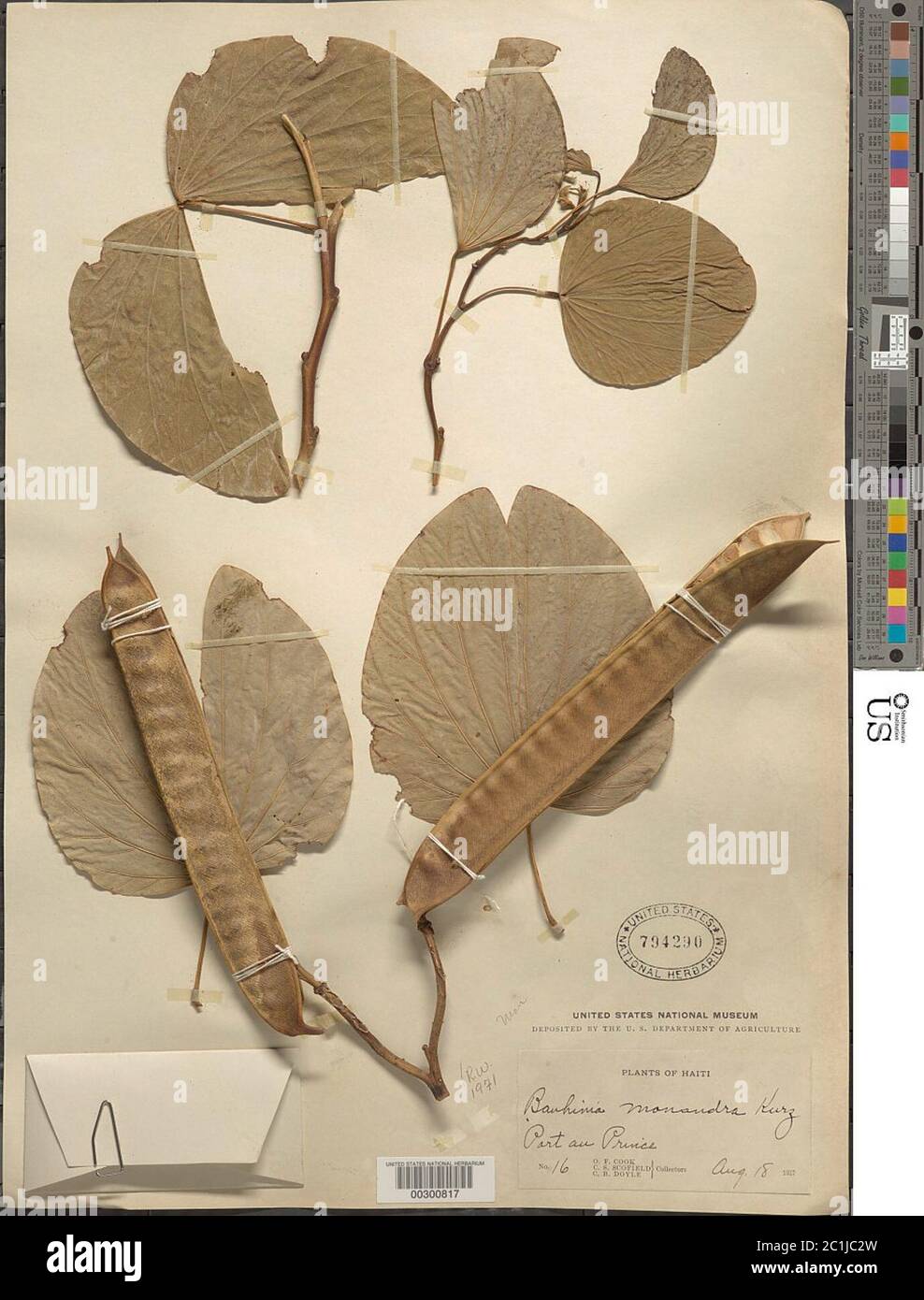 Monandra di Bauhinia Kurz monandra di Bauhinia Kurz. Foto Stock