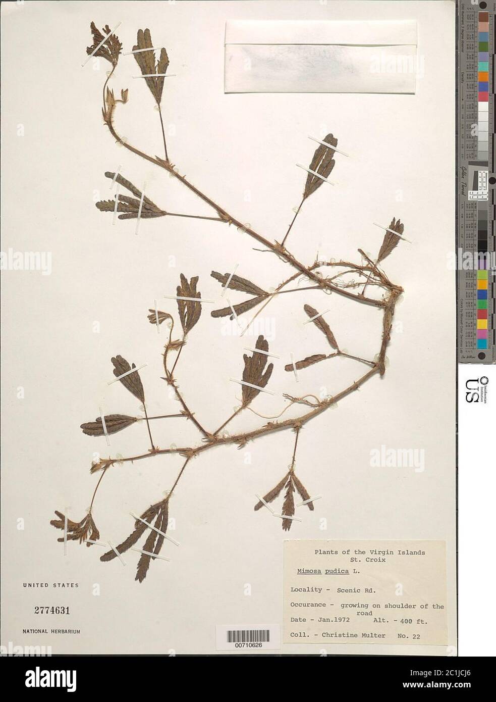 Mimosa pudica L Mimosa pudica L. Foto Stock
