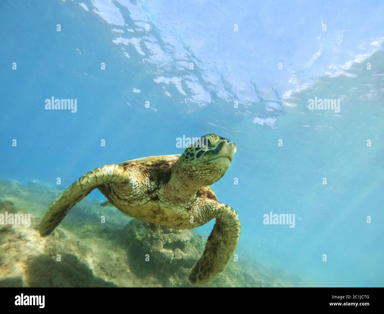 Tartaruga marina verde sopra la barriera corallina fotografia subacquea Foto Stock