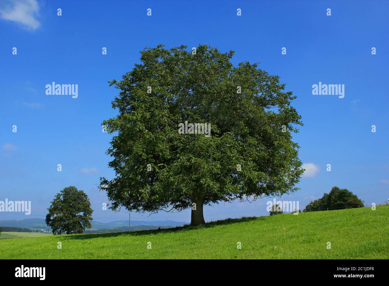 Noce persiano Foto Stock