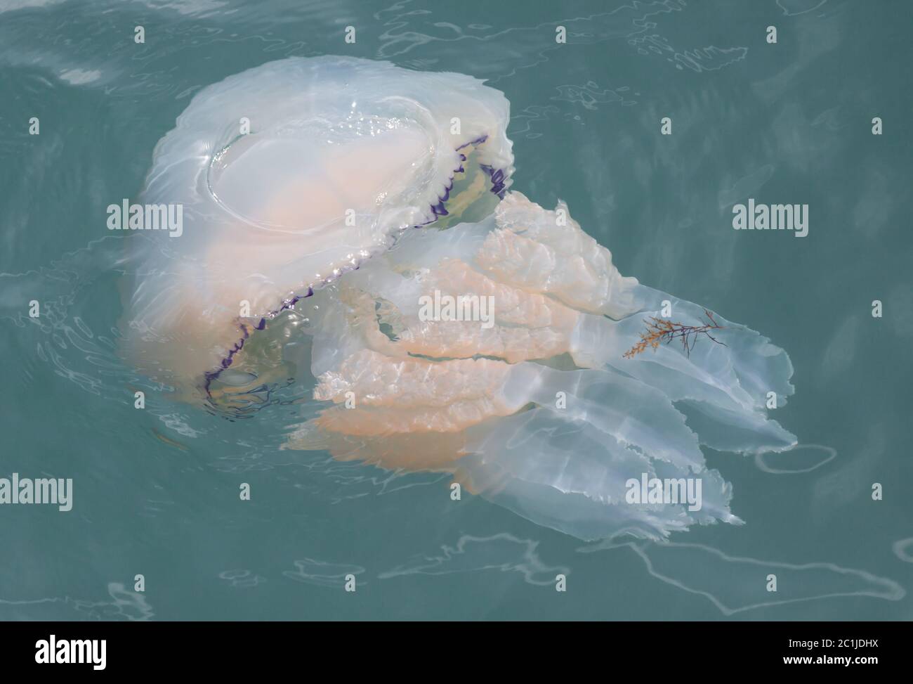 Un barile medusa, Rhizostoma pulmo, nuoto alla superficie del mare vicino a Weymouth, Dorset, Inghilterra, UK Foto Stock