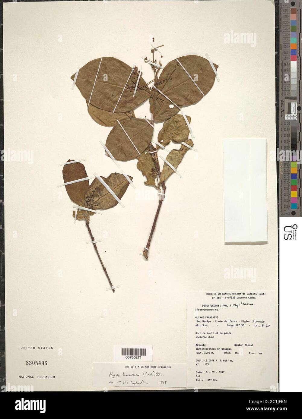 Myrcia tomentosa Aubl DC Myrcia tomentosa Aubl DC. Foto Stock