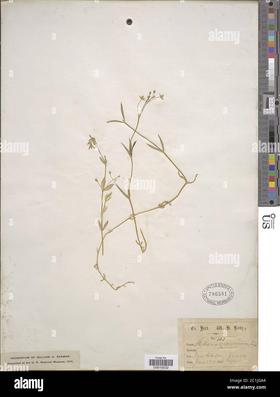 Stellaria gramininea L Stellaria graminea L. Foto Stock