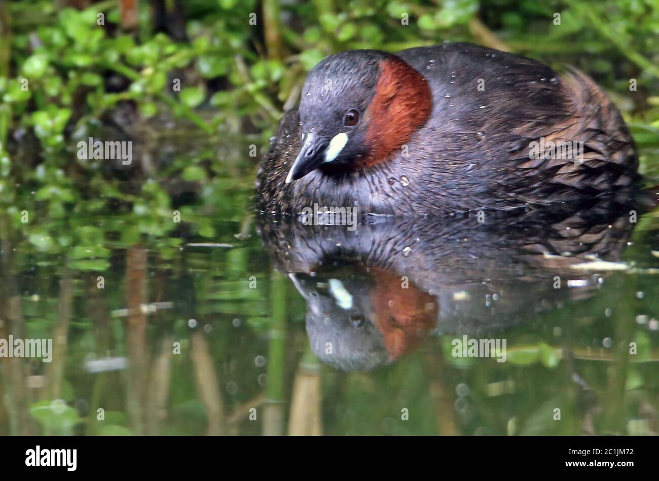 Tachybaptus ruficollis, tuffatore di nani sul bordo dell'acqua Foto Stock