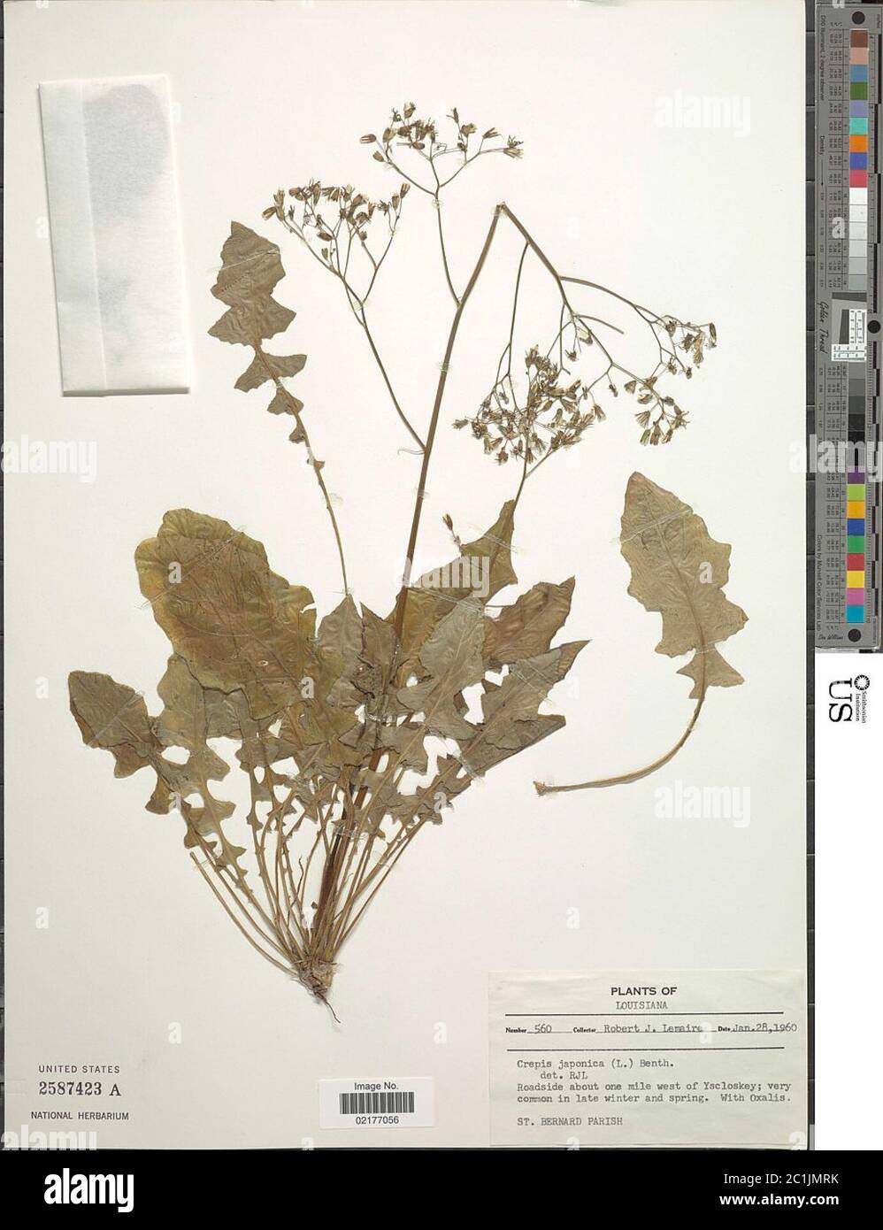 Crepis japonica L Benth Crepis japonica L Benth. Foto Stock