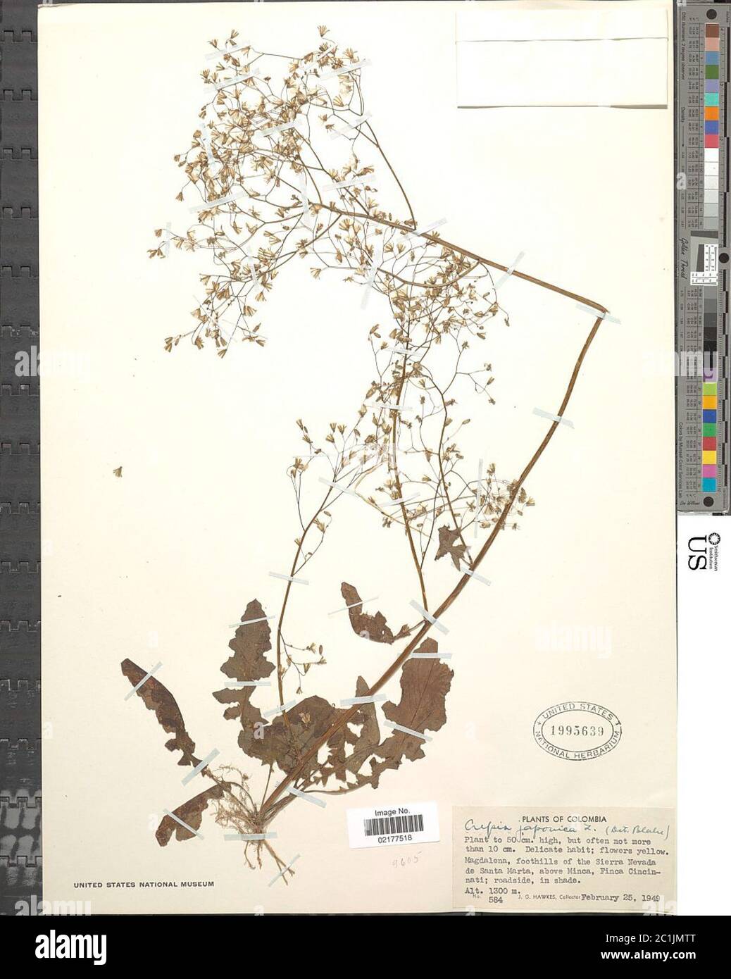 Crepis japonica L Benth Crepis japonica L Benth. Foto Stock