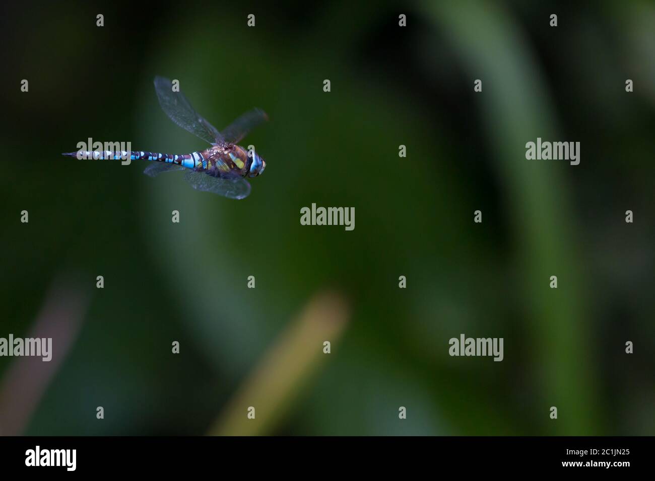 grande libellula in volo Foto Stock