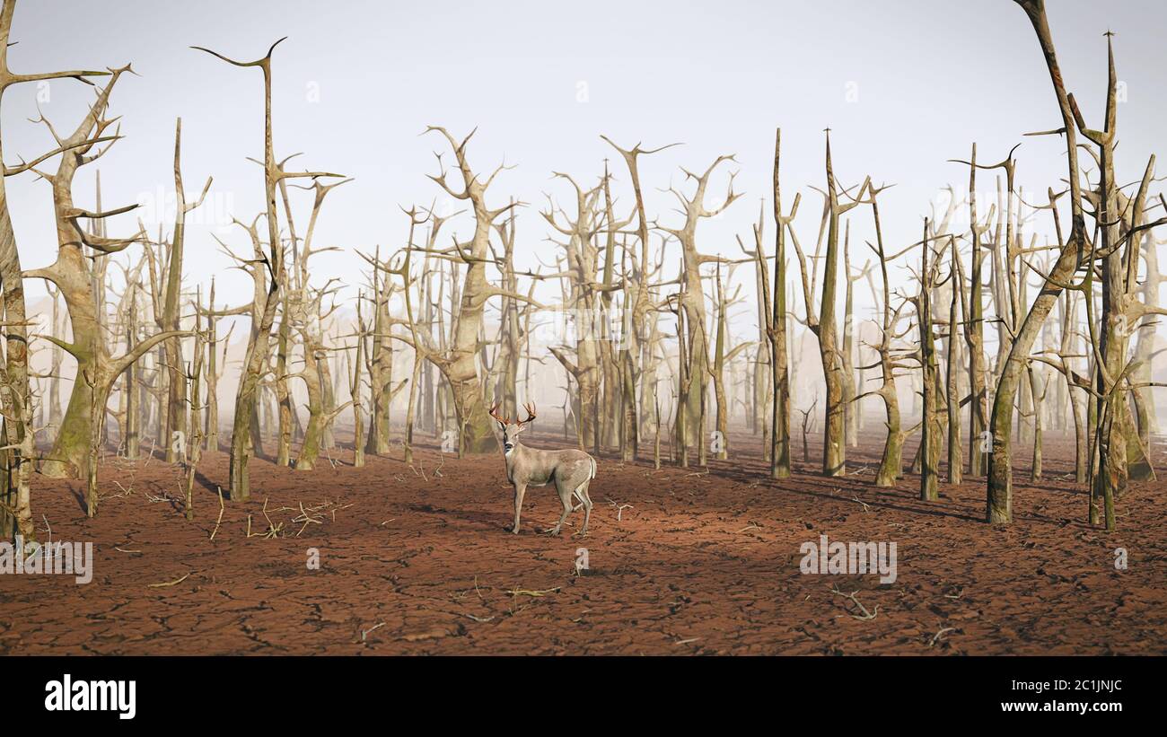 cervi nella foresta morta, crisi del cambiamento climatico Foto Stock