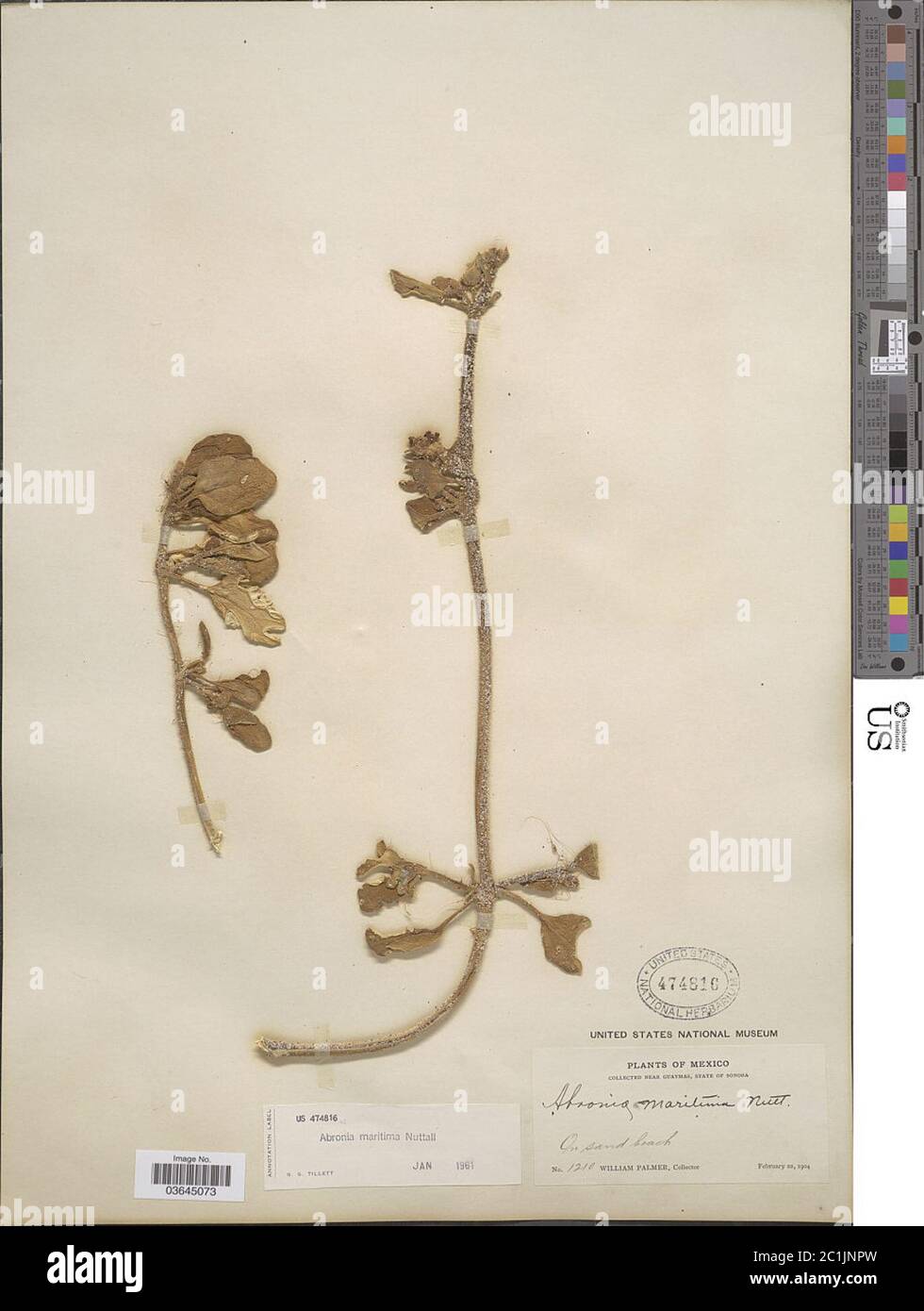 Abronia maritima Nutt ex S Watson Abronia maritima Nutt ex S Watson. Foto Stock Abronia maritima Nutt ex S Watson Abronia maritima Nutt ex S Watson. Foto Stock