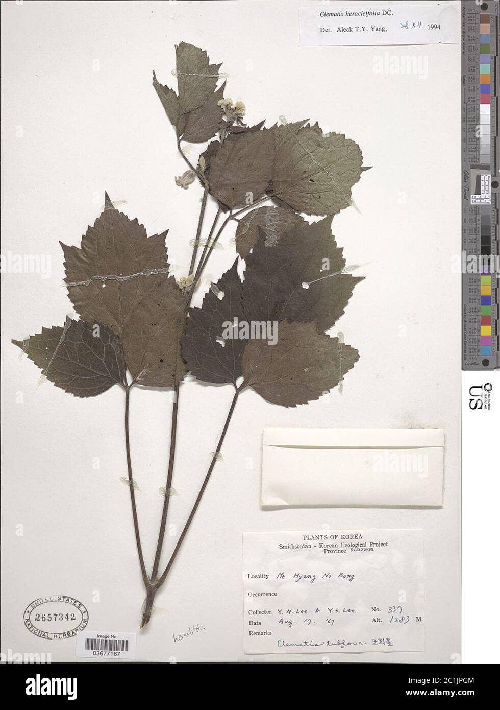 Clematis heracleifolia DC Clematis heracleifolia DC. Foto Stock