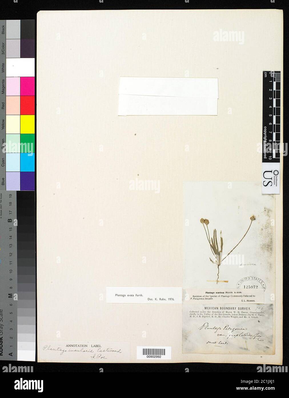 Plantago ovata Forsk Plantago ovata Forssk. Foto Stock