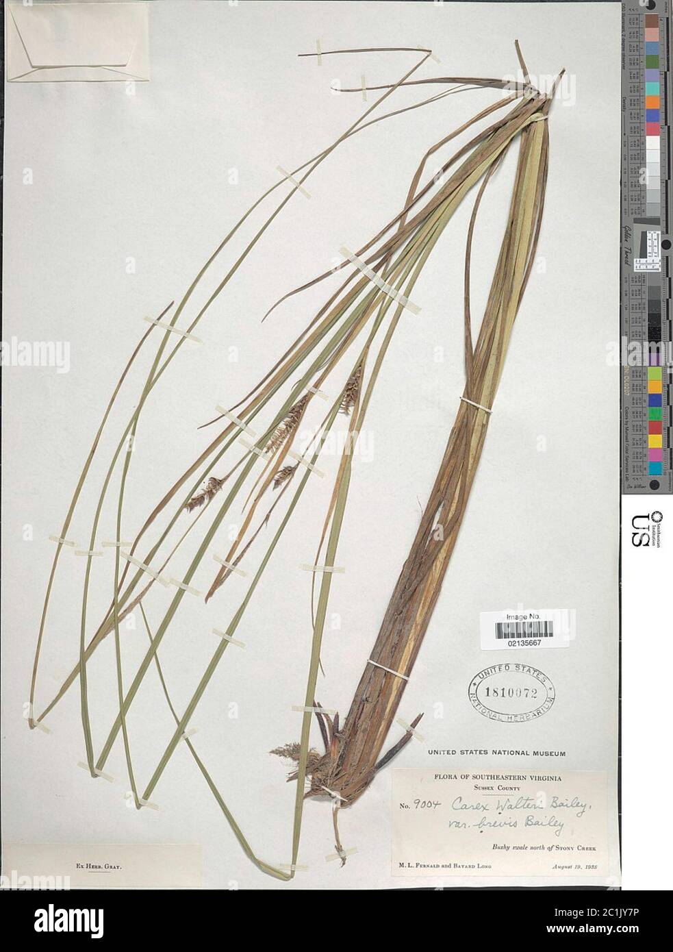 Carex striata Michx Carex striata Michx. Foto Stock