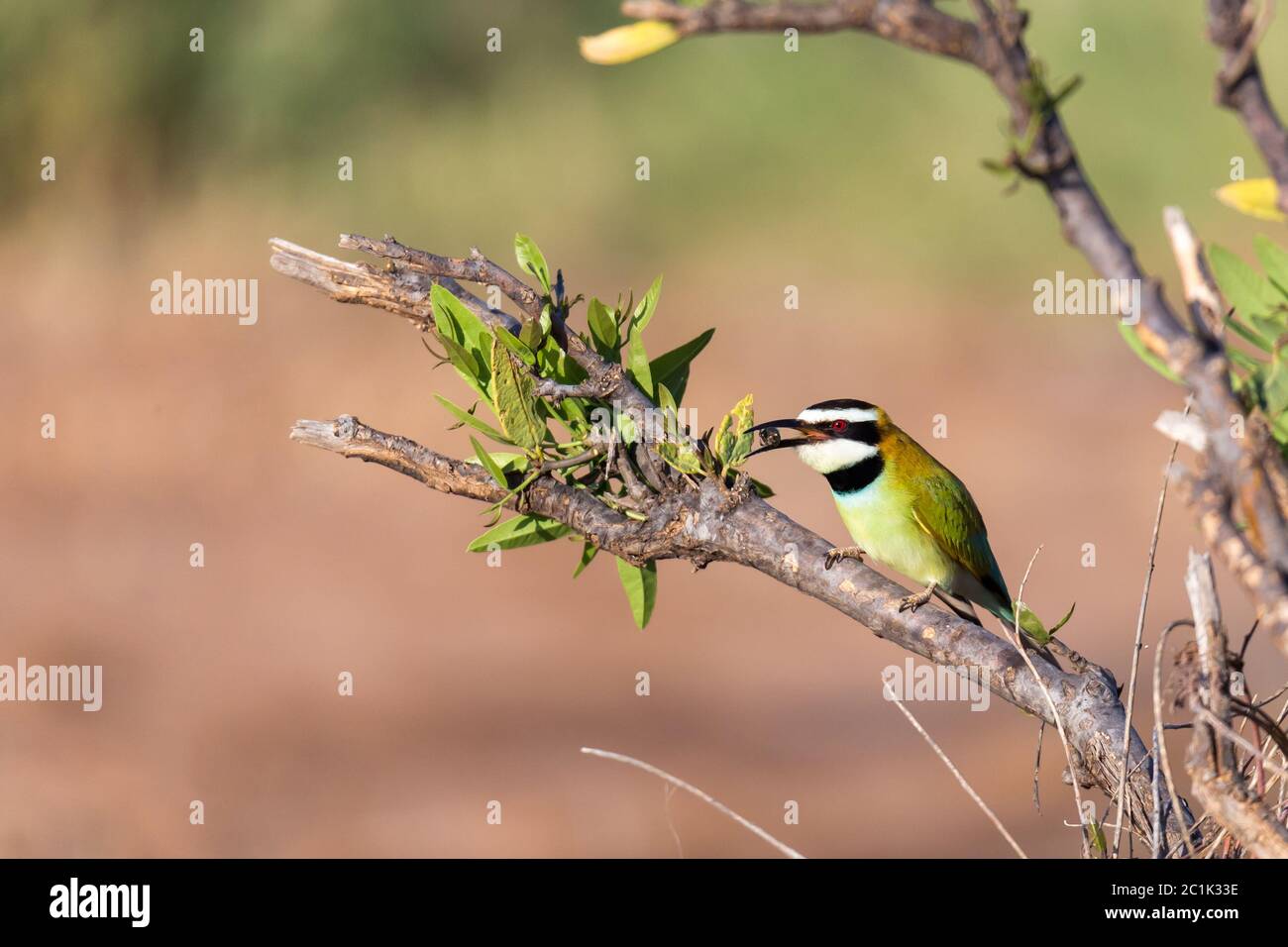 L'uccello locale è seduto su una filiale in Kenya Foto Stock