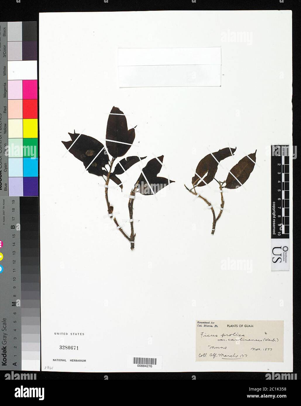 Ficus prolixa var carolinensis Warb Fosberg Ficus prolixa var carolinensis Warb Fosberg. Foto Stock