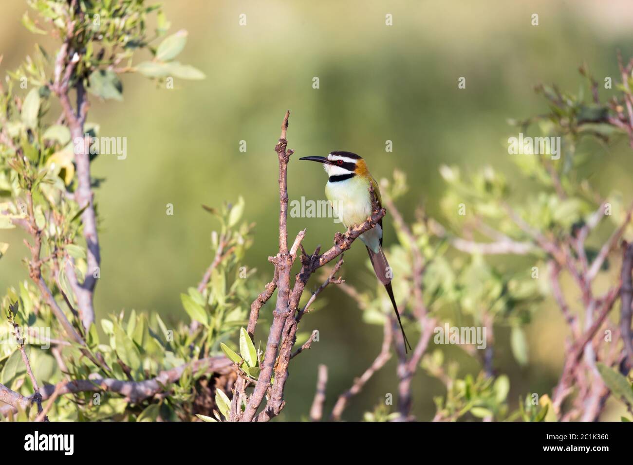 L'uccello locale è seduto su una filiale in Kenya Foto Stock