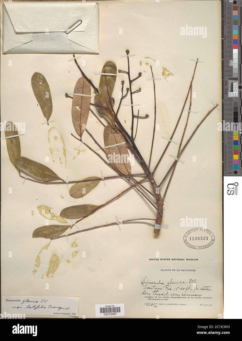 Simarouba glauca DC Simarouba glauca DC. Foto Stock