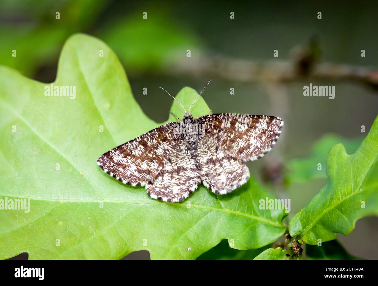 Butterfly, butterfly in erba Foto Stock
