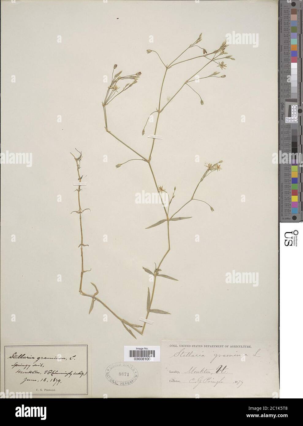 Stellaria gramininea L Stellaria graminea L. Foto Stock