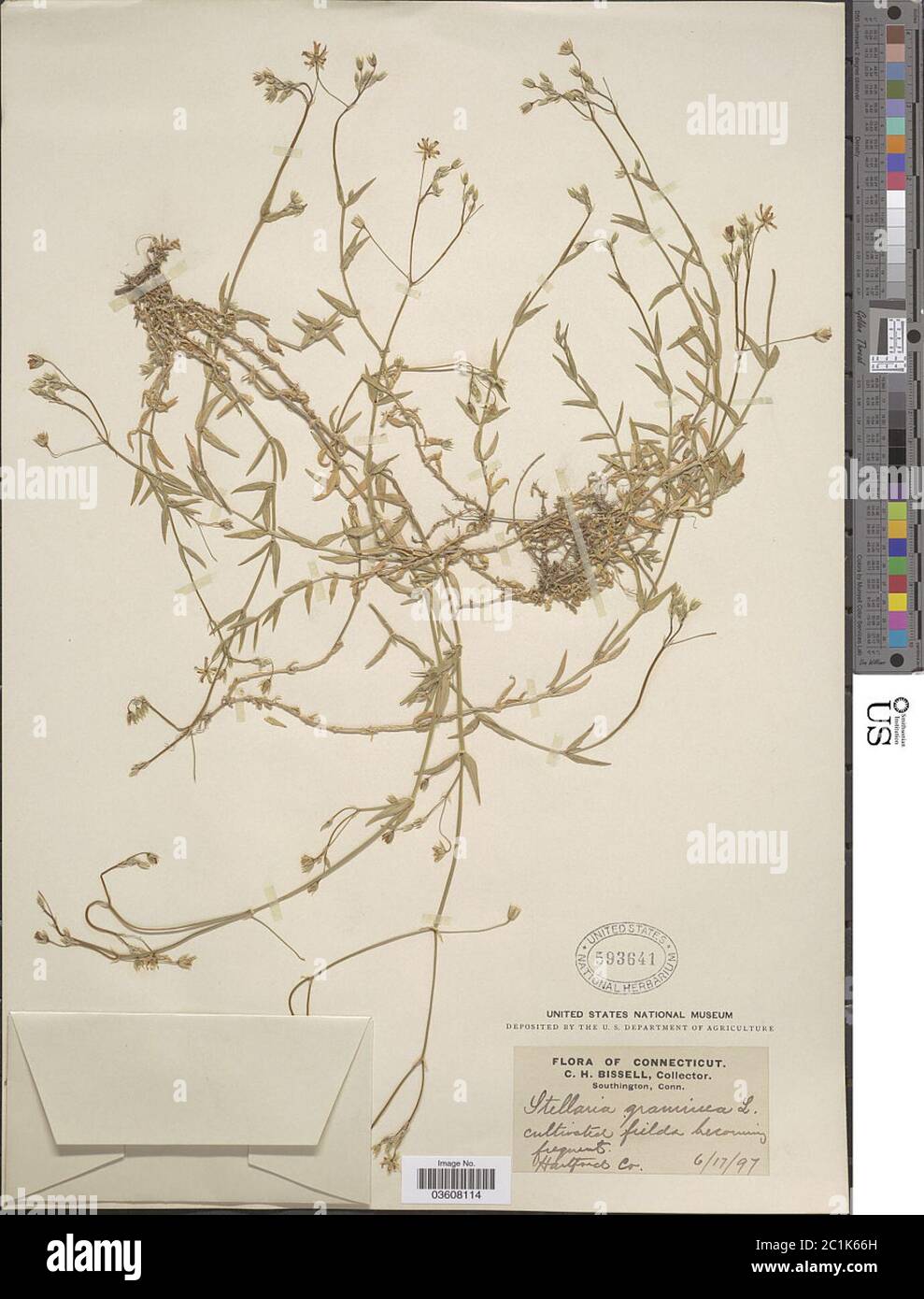 Stellaria gramininea L Stellaria graminea L. Foto Stock