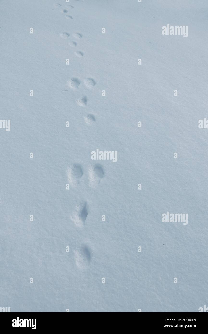 Una traccia di lepre da campo in inverno nella neve. Traccia di un coniglio Foto Stock