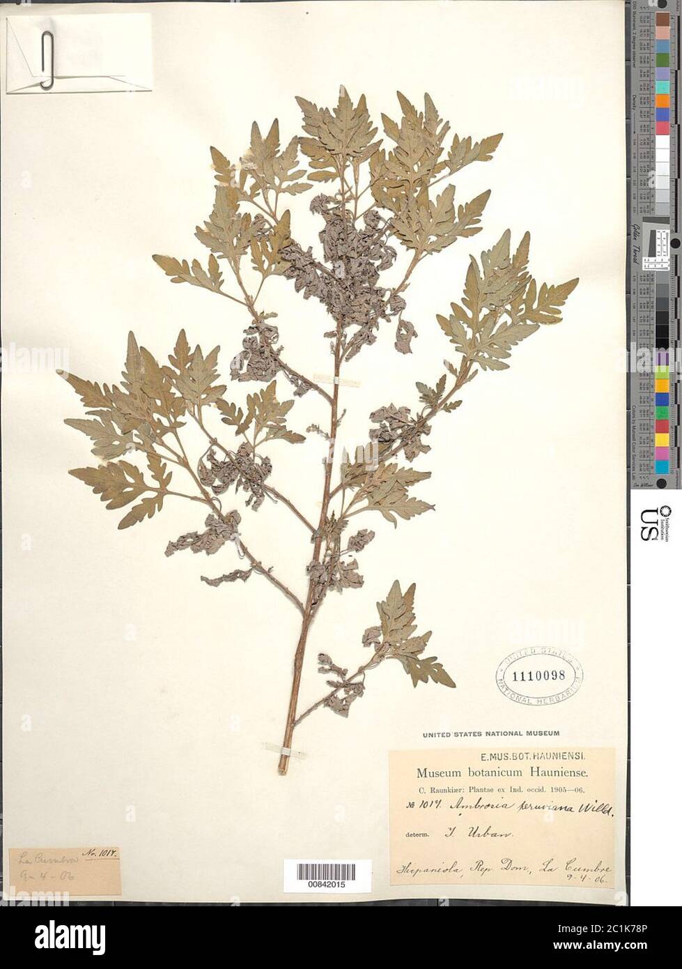 Ambrosia peruviana Willd Ambrosia peruviana Willd. Foto Stock