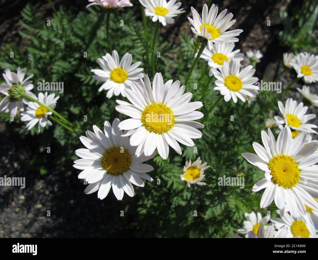 Fioritura occhio di bosso bianco daisy in giardino Foto Stock