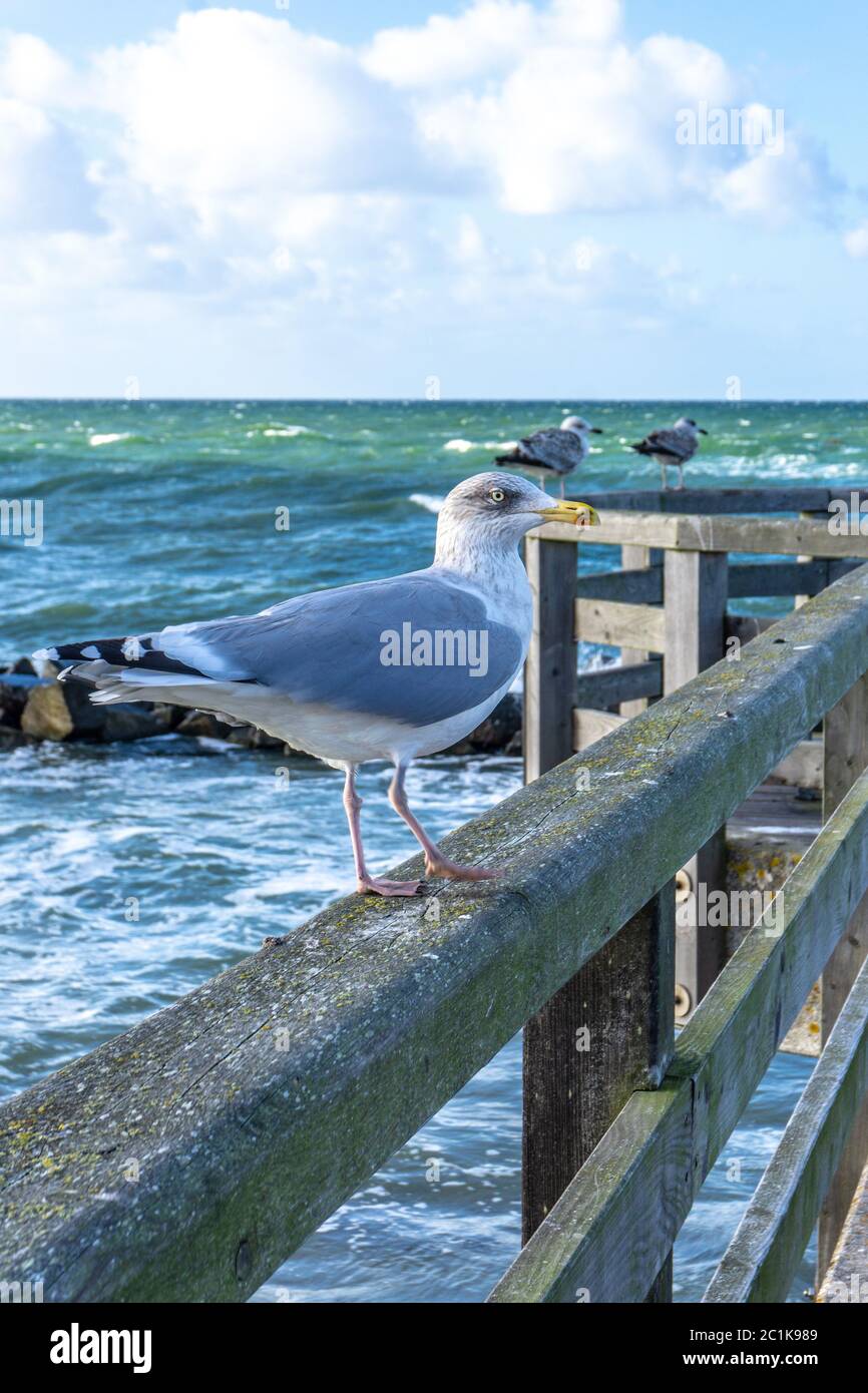 Bella impressione al Seabridge a Zingst in Germania Foto Stock