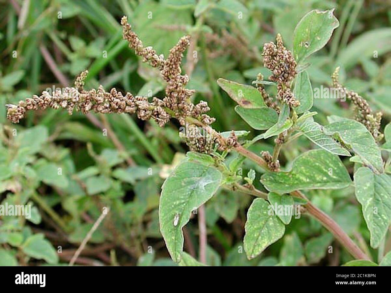 Amaranthusviridis1.jpg Amaranthus viridis L. Foto Stock