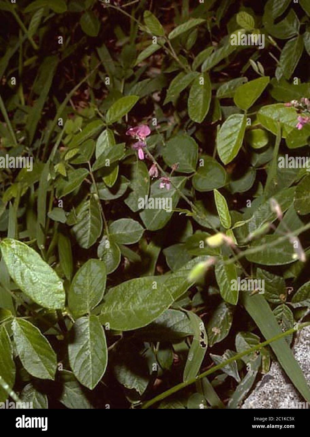 Desmodium1.jpg DESMODIUM sp. Foto Stock