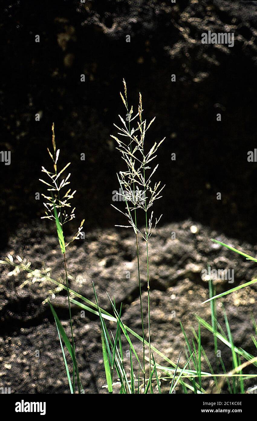 Agrostis sp Agrostis sp. Foto Stock