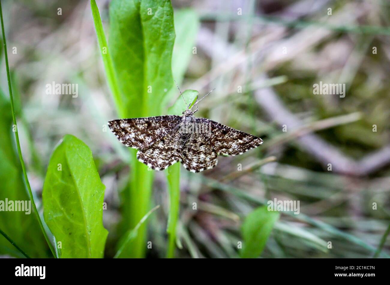 Butterfly, butterfly in erba Foto Stock