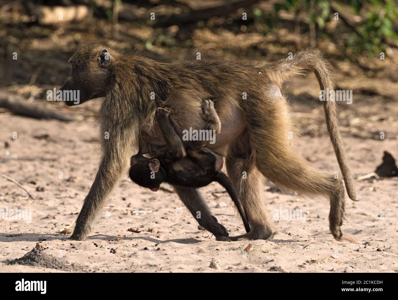 Madre di babbuino con un bambino sulla riva del fiume Chobe in Botswana Foto Stock