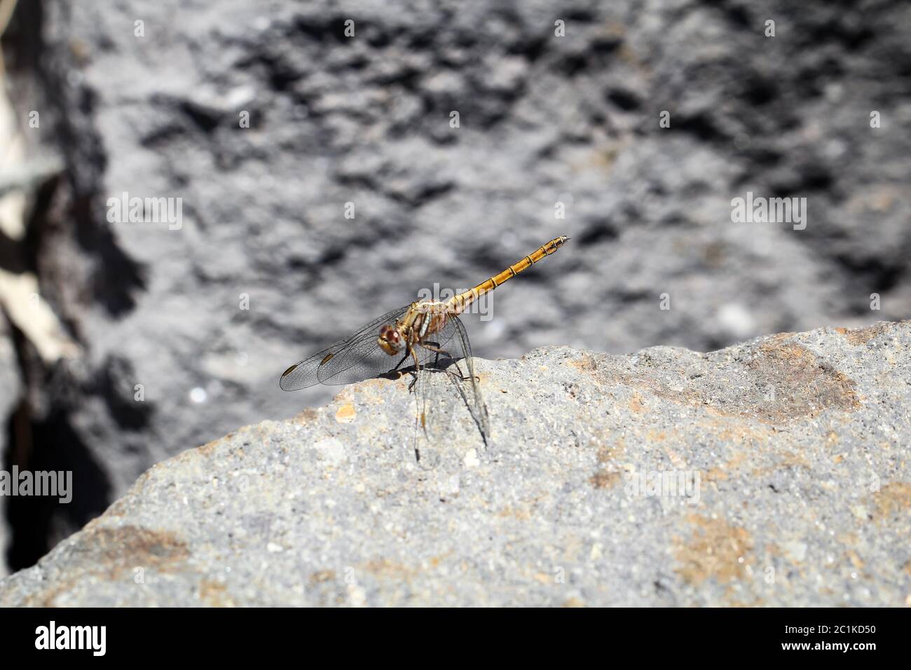libellula gialla sulla pietra Foto Stock