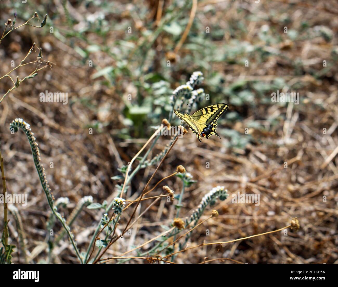 farfalla a coda di rondine Foto Stock