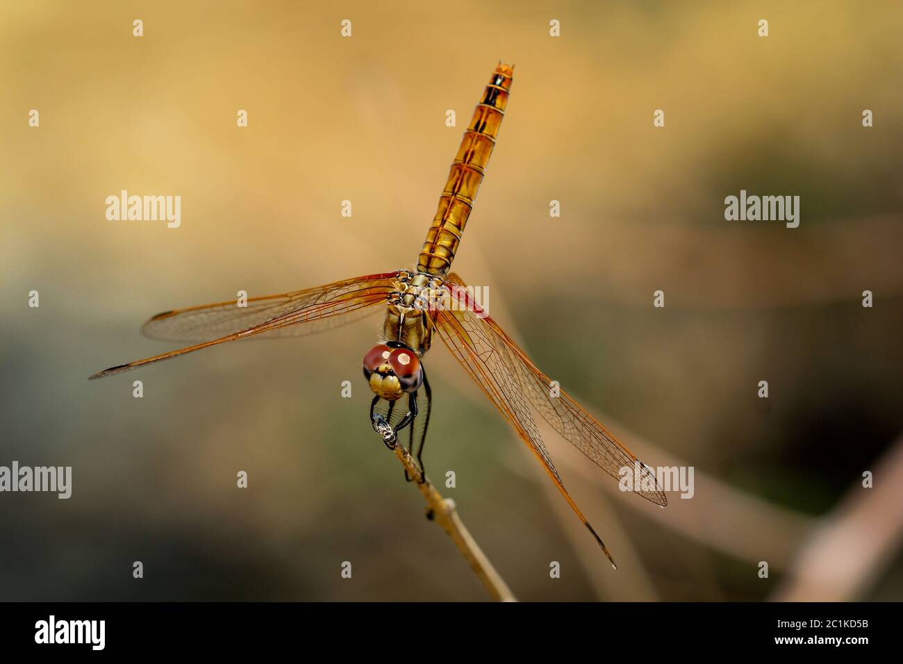 Una libellula su di un impianto Foto Stock