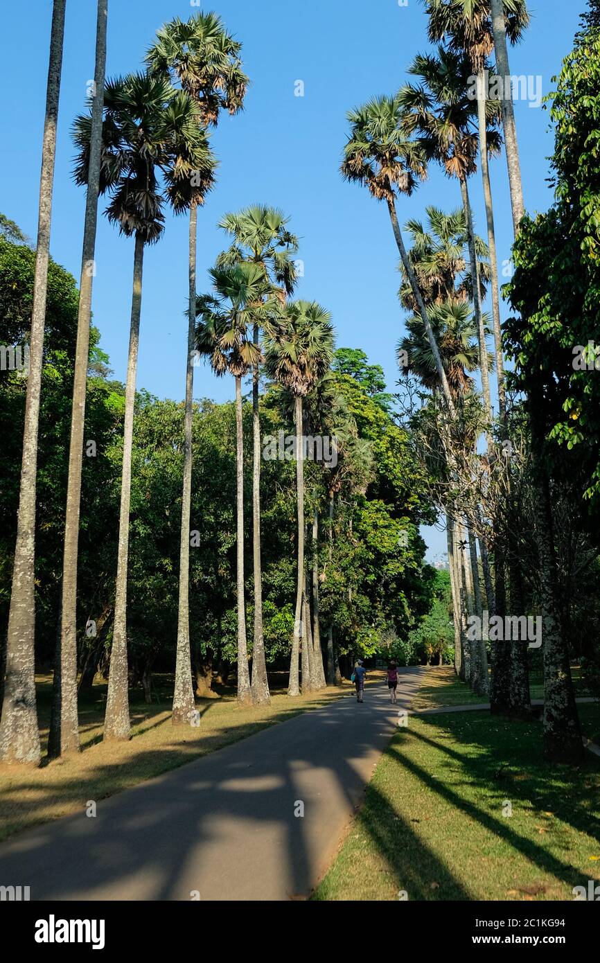 Palmyrah Palms Avenue (Borassus flabellifer) nel giardino botanico Peradeniya, Kandy, Sri Lanka. Lunghe file di alte palme, sole e cielo blu Foto Stock