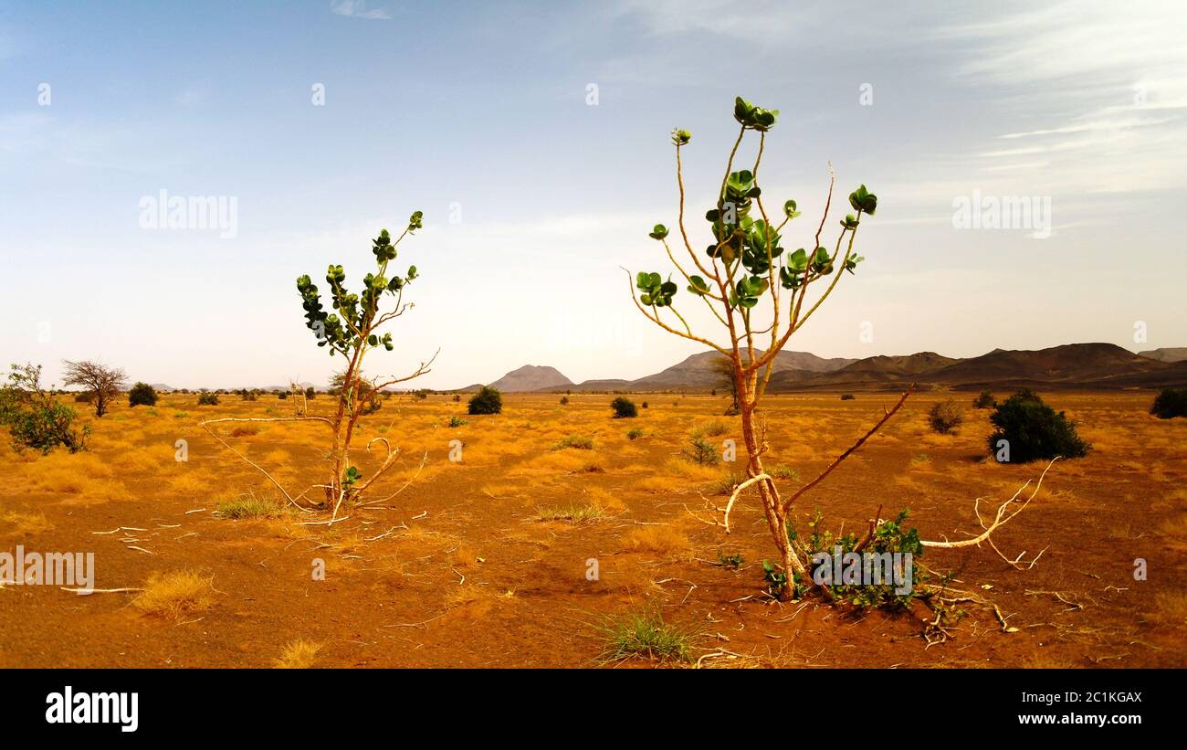 Paesaggio con la pianta di Calotropis procera aka mela di Sodoma o stabragh o cespuglio di gomma in Adrar, Sahara, Mauritania Foto Stock