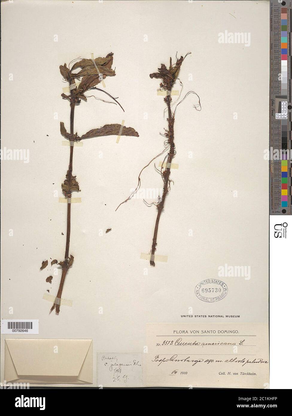 Cuscuta jalapensis Schltdl Cuscuta jalapensis Schltdl. Foto Stock